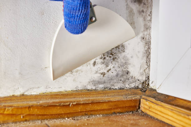 Biohazard Mold Removal in Sheldon, IL